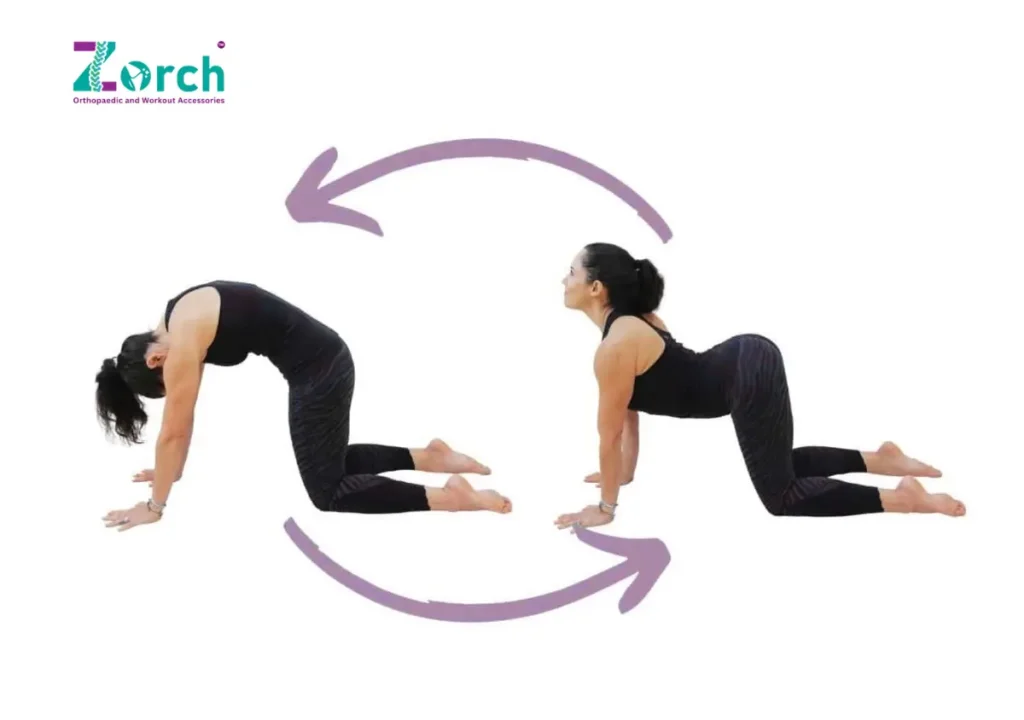Cat-Cow Stretch for correct body posture